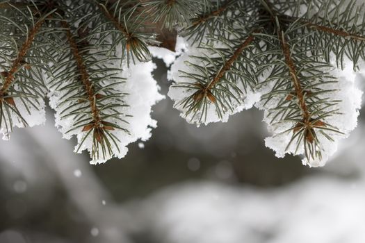 Winter sketch background with fir branches and falling snow