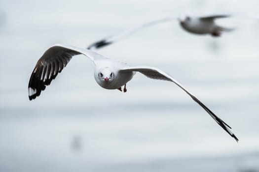 Flying seagull