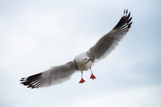 flying seagulls in action at Bangpoo Thailand