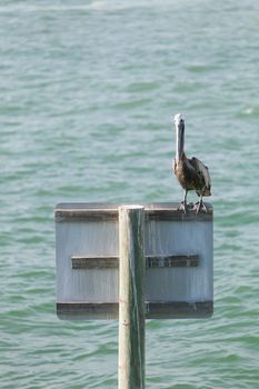 A brown Pelican bird posing near the public pier in Clearwater Florida.