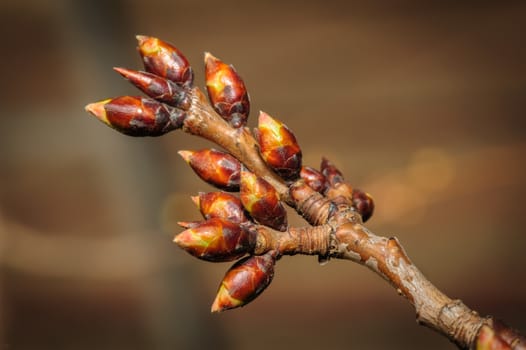 spring twig with new but still closed brown buds