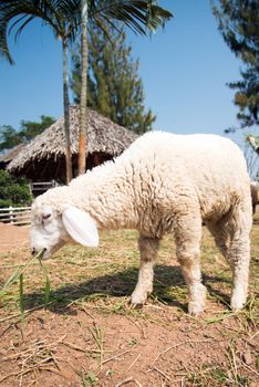 Grazing sheep