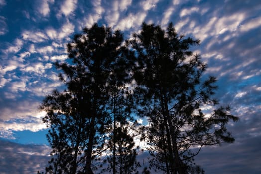 Silhouette of tree against a blue sky