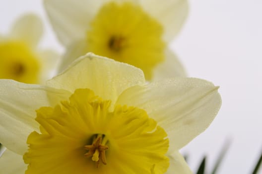 A colourful image of Spring flowering Daffodils.