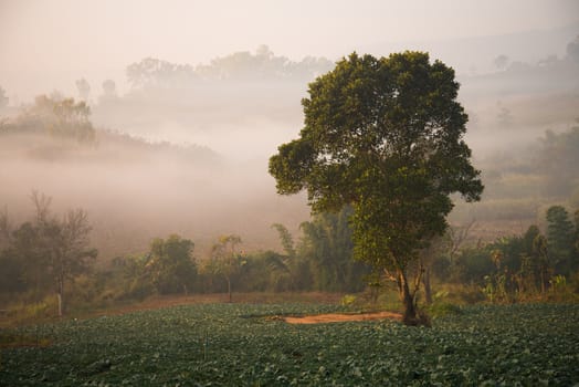 Landscape of mountain view at Phuthapboek Khoo kho , Phetchabun Thailand