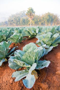 Many green cabbages in the agriculture fields