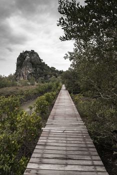 Dark tone of Wooden bridge through the mangrove reforestation