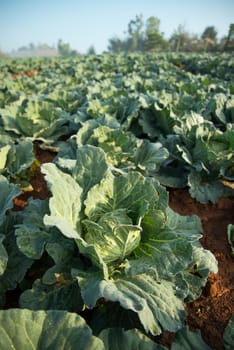 Many green cabbages in the agriculture fields