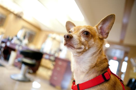 Chihuahua dog seated inside a beauty salon. Great concept for dog grooming. Shallow depth of field.