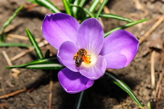 pollination with honey bee at violet crocus flower