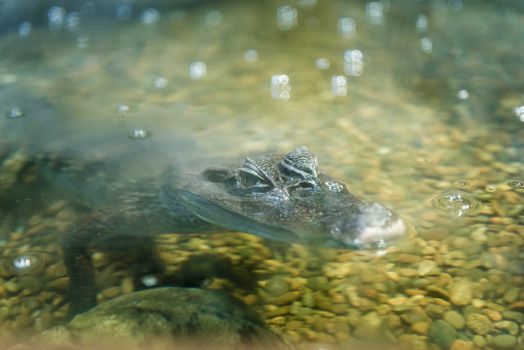 Small alligator at Moscow Oceanarium, Russia