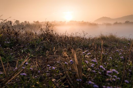 Flower and Sun rise at Phuthapboek Khoo kho , Phetchabun Thailand