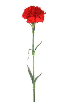 Beautiful red carnation on a white background