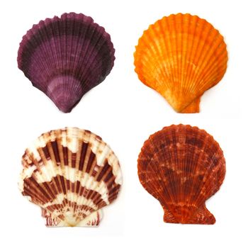 Sea shell on white background