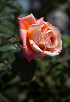 Roses on a bush in a garden