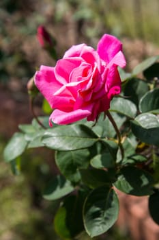 Pink Roses on a bush in a garden