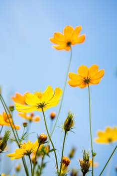 Cosmos flowers and blue sky