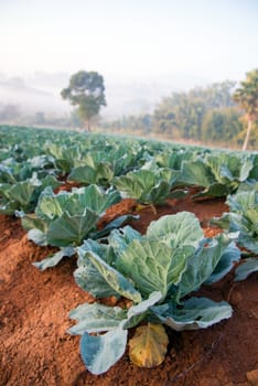 Many green cabbages in the agriculture fields