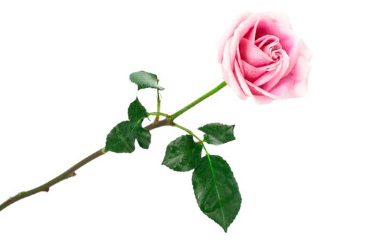 single pink rose on a white background