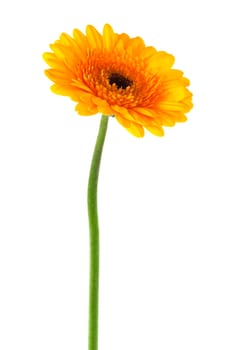 yellow gerbera close up on white background