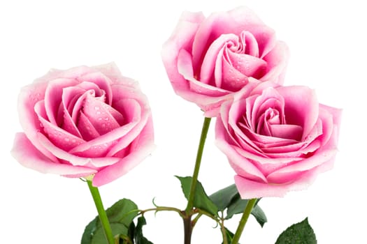 beautiful three roses on a white background