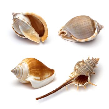 Sea shell on white background