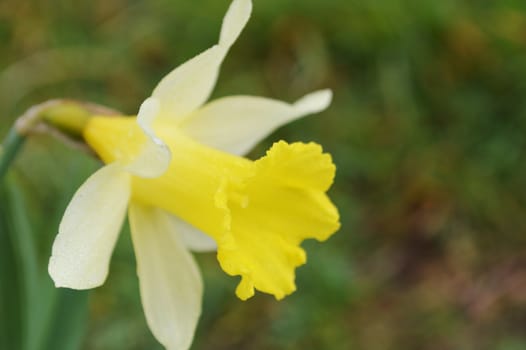 A colourful image of a Daffodil flower.