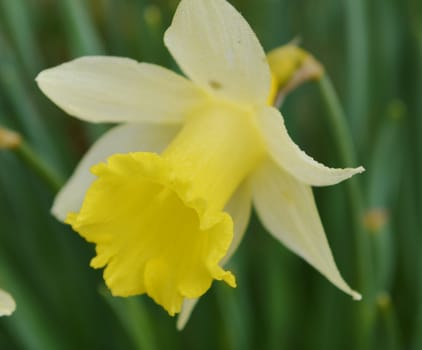 Close-up image of a colourful Daffodil bloom.
