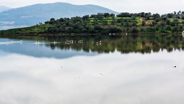 Flamingos in the Psifta lake