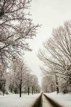 snow covered road and trees
