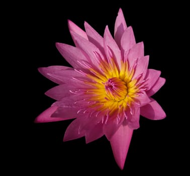 Lotus Flower