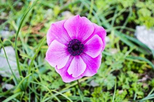 Close up view of a purple daisy