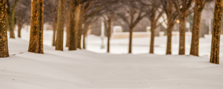 snow covered sidewalk alley with trees in winter