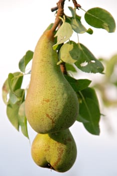 Pears growing in a garden in sunlight