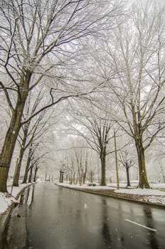 snow covered road and trees