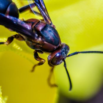 wasp of the garden on a yellow wild flower, macro,
