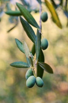 Detail of a tree branch with olives growing
