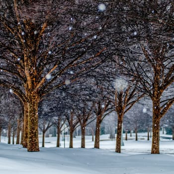 snow covered sidewalk alley with trees in winter