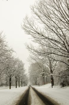 snow covered road and trees