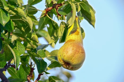 Pear growing in a garden in sunlight