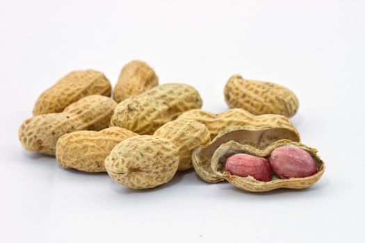 groundnut