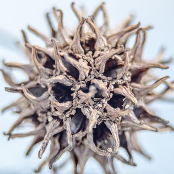 The fruit of the sweetgum tree is a woody head of two-celled capsule