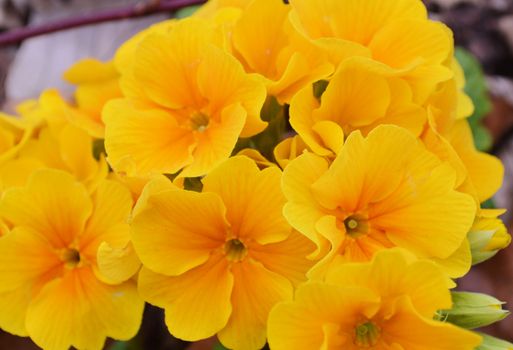 Yellow Primula flowers.