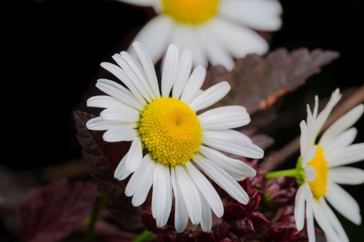 A really beautiful extraordinary camomile in the summer. Quebec, Canada