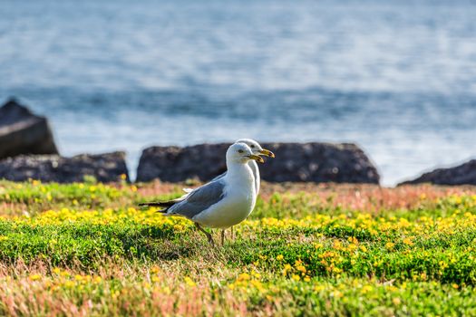 Amazing seagulls in the wild in Ontario, Canada.