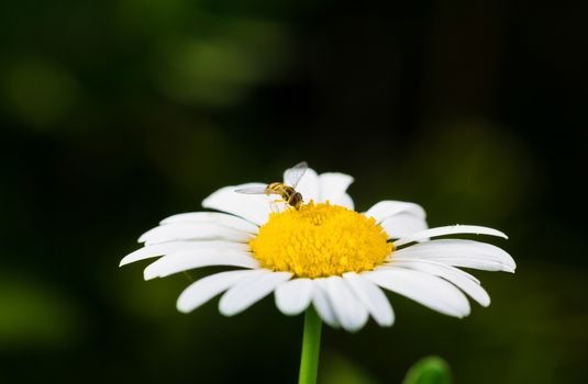 A really beautiful extraordinary camomile in the summer. Quebec, Canada