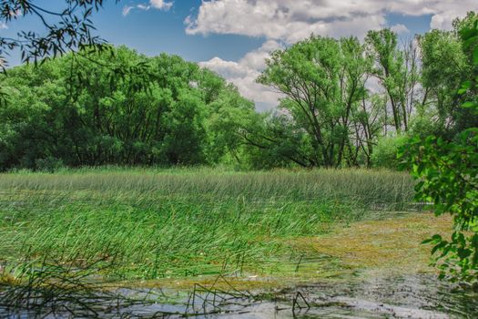 An amazing landcape of the nature containing a lake and a beautiful blue sky. The wild nature of Ontario, Canada.