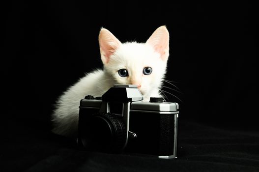 White Young Baby Cat on a Black Background