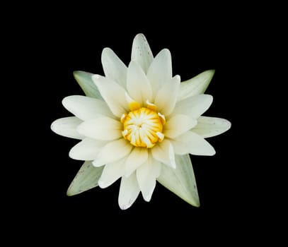 Lotus Flower