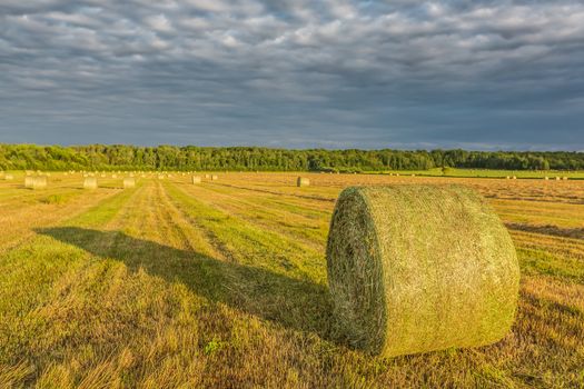 Many big yellow hays in an enormous field on a beautiful sunset in the autumn, in Ontario, Canada.